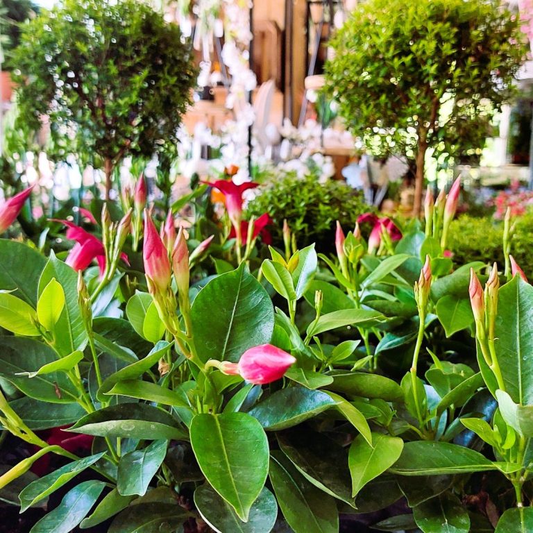 Dipladenia im Vordergrung mit roten Blüten, im Hintergrund sind Stämmchen zu sehen.