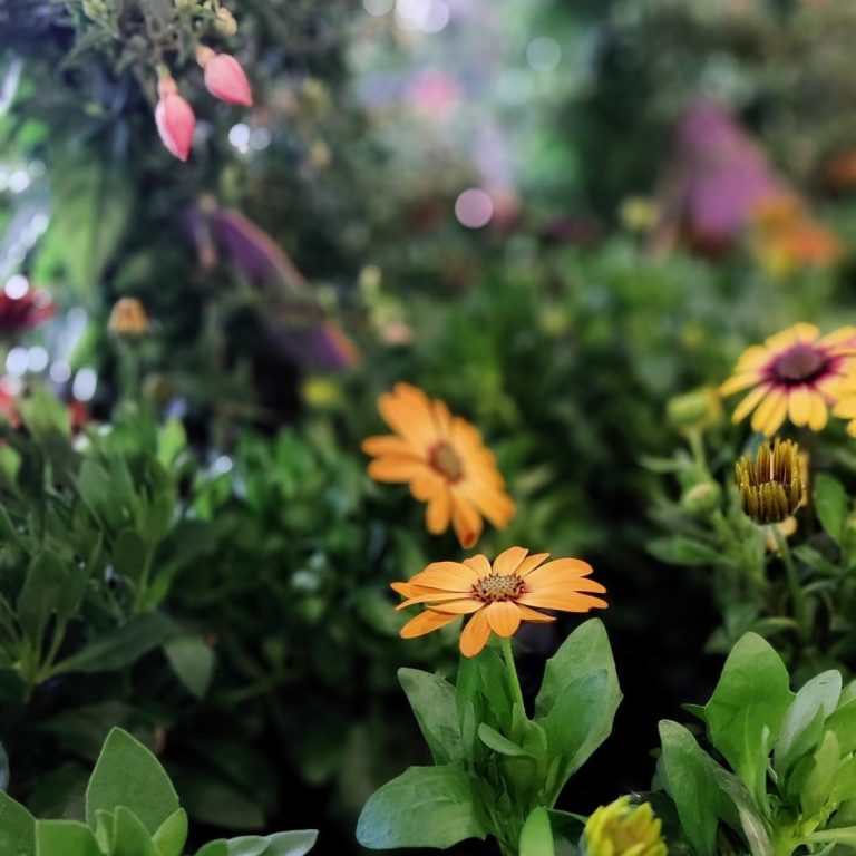 Sommerpflanze mit orangenen Blüten