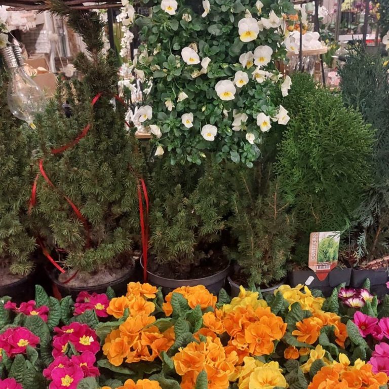 Auf dem Foto sind bunte Frühlingsblumen, wie Stiefmütterchen und Violas zu sehen. Dominierend sind die Farben orange, rot und grün.