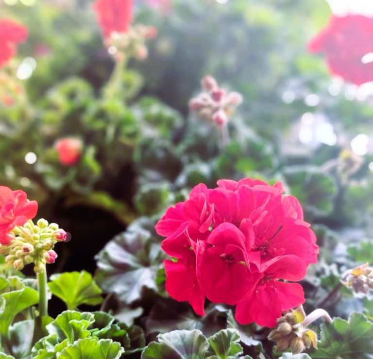 Geranienblüte in rot-pink.