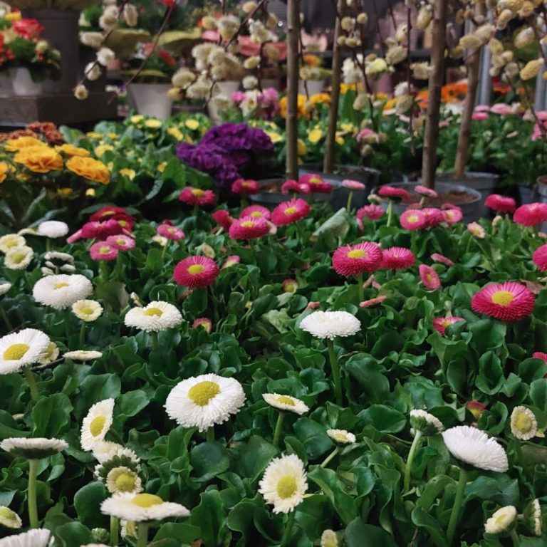 Auf dem Bild sind viele Frühlingsblumen zu sehen. Im Vordergrund sind weiße und rote Bellis.